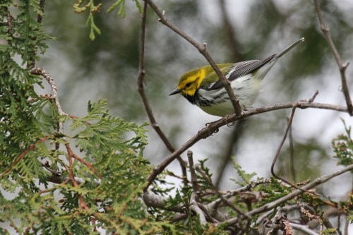 Black-throated Green Warbler