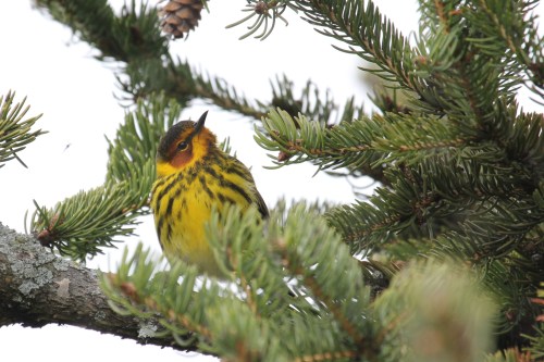 Cape May Warbler
