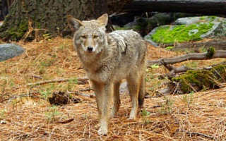 coyote15