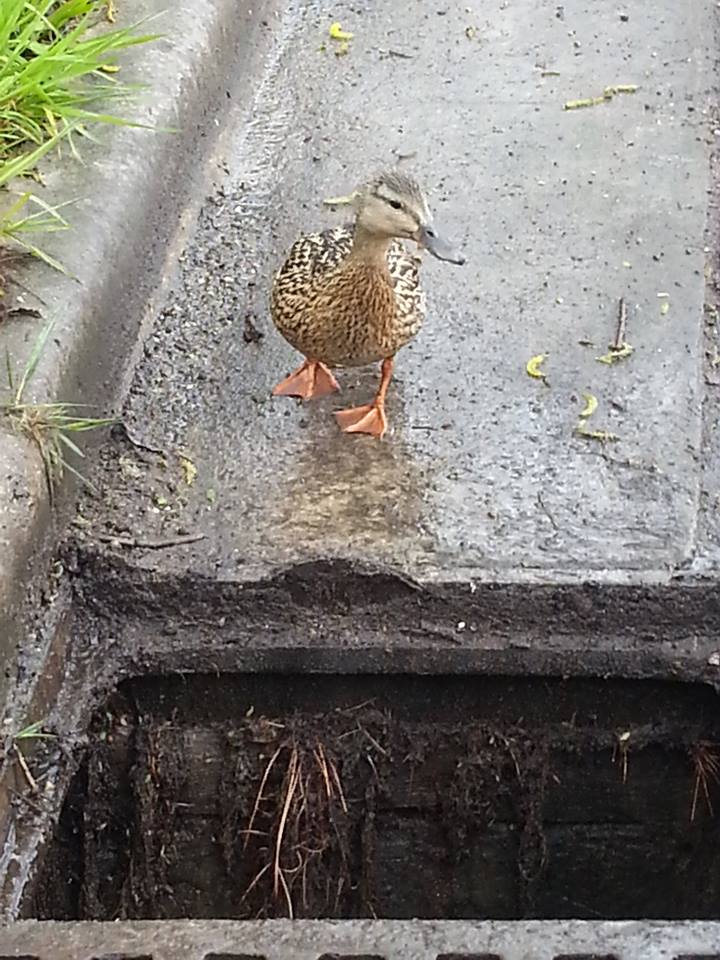 South Milwaukee Police Officer Rescues 7 Ducklings | South Milwaukee Blog
